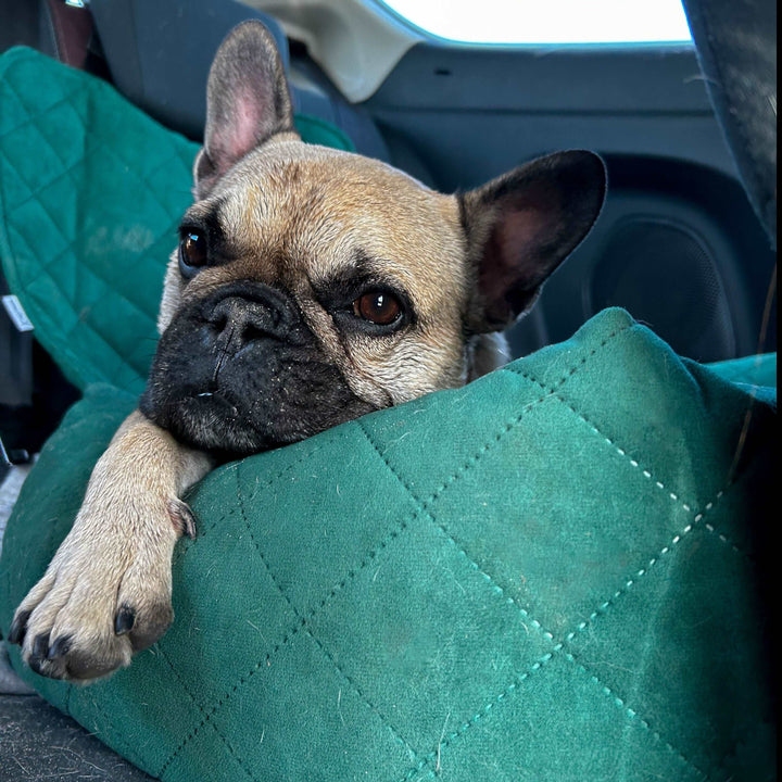 Autositz für Hunde